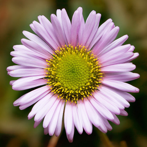 ERIGERON GLAUCUS seed image