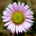 ERIGERON GLAUCUS seed image