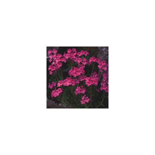 ERINUS ALPINUS 'DR. HAHNLE' seed image