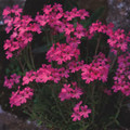 ERINUS ALPINUS 'DR. HAHNLE' seed image