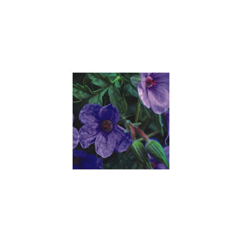 ERODIUM GRUINUM seed image