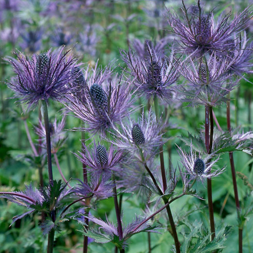 ERYNGIUM ALPINUM seed image
