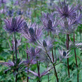 ERYNGIUM ALPINUM seed image