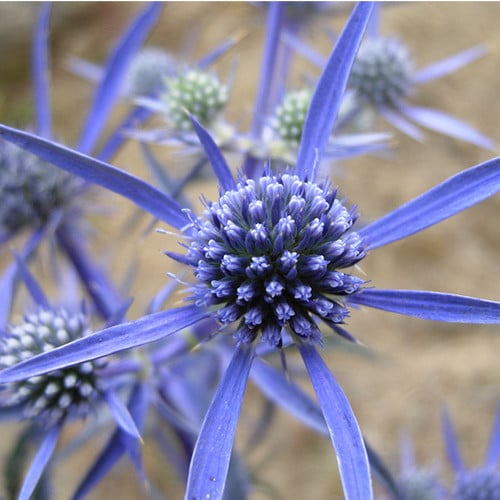 ERYNGIUM AMETHYSTINUM seed image