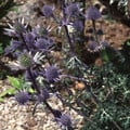 ERYNGIUM BOURGATII seed image