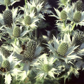 ERYNGIUM GIGANTEUM 'MISS WILMOTT'S GHOST' seed image