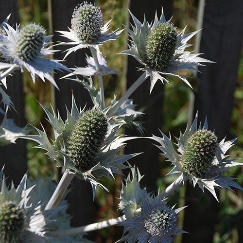 ERYNGIUM GIGANTEUM 'SILVER GHOST' seed image