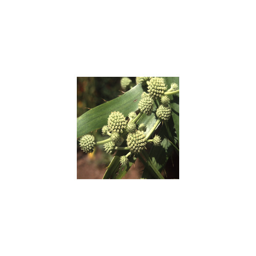 ERYNGIUM HORRIDUM seed image