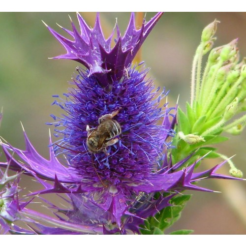 ERYNGIUM LEAVENWORTHII seed image
