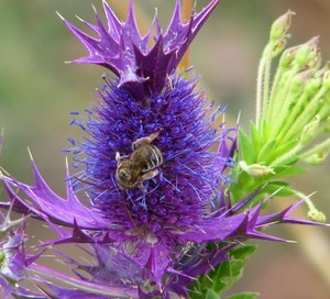 ERYNGIUM LEAVENWORTHII seed image