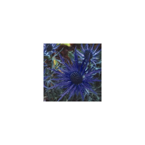 ERYNGIUM MIXED seed image