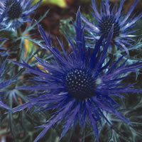 ERYNGIUM MIXED seed image