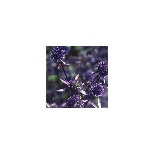 ERYNGIUM PLANUM 'BLAUKAPPE' seed image