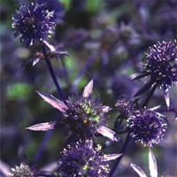 ERYNGIUM PLANUM 'BLAUKAPPE' seed image