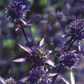 ERYNGIUM PLANUM 'BLAUKAPPE' seed image