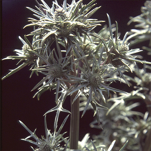 ERYNGIUM VARIIFOLIUM seed image
