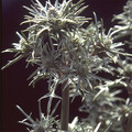 ERYNGIUM VARIIFOLIUM seed image