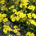 ERYSIMUM ALPINUM seed image