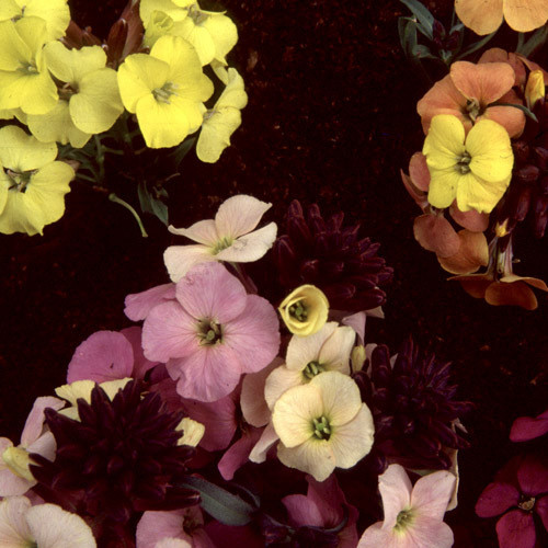 ERYSIMUM BOWLES MAUVE HYBRIDS seed image