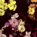 ERYSIMUM BOWLES MAUVE HYBRIDS seed image