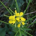 ERYSIMUM PIENINICUM seed image