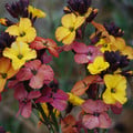ERYSIMUM 'PLANTWORLD RAINBOWS' seed image