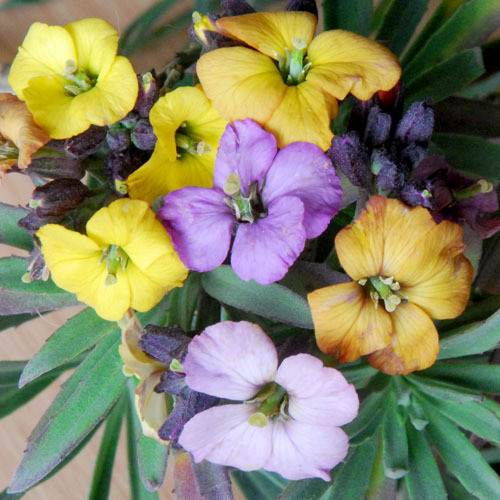 ERYSIMUM 'RAY'S EARLY GIANTS' seed image