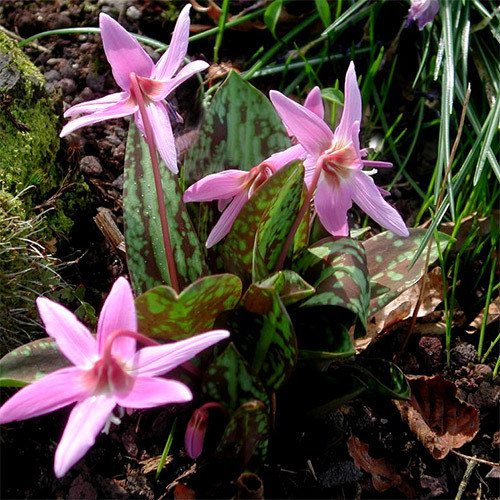 ERYTHRONIUM DENS-CANIS seed image