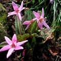 ERYTHRONIUM DENS-CANIS seed image