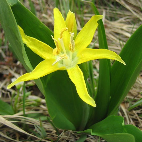 Erythronium Grandiflorum Seeds Yellow Avalanche Lily Glacier Lily Dogtooth Fawn Lily Plant World Seeds