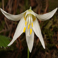 ERYTHRONIUM OREGONUM seed image