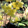 ERYTHRONIUM REVOLUTUM seed image