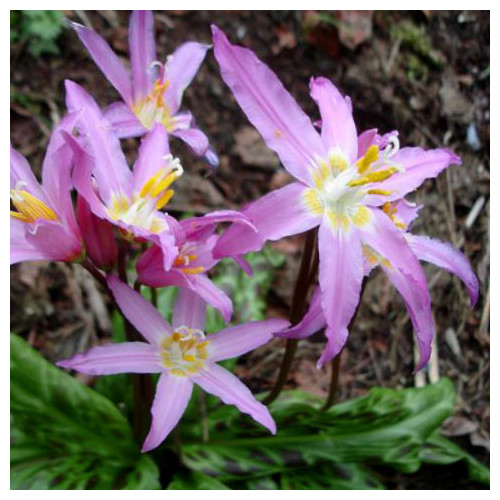 ERYTHRONIUM REVOLUTUM JOHNSONII seed image