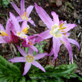 ERYTHRONIUM REVOLUTUM JOHNSONII seed image
