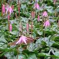 ERYTHRONIUM REVOLUTUM PINK FORMS seed image