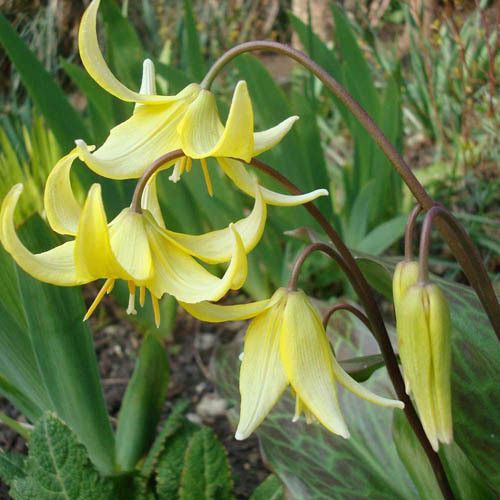 ERYTHRONIUM SPECIES MIX seed image