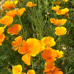 ESCHSCHOLZIA CALIFORNICA seed image