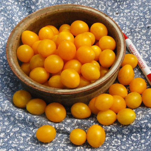 TOMATO ESTONIAN YELLOW CHERRY seed image