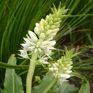 EUCOMIS AUTUMNALIS seed image