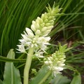 EUCOMIS AUTUMNALIS seed image