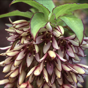 EUCOMIS BICOLOR seed image