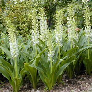 EUCOMIS COMOSA seed image