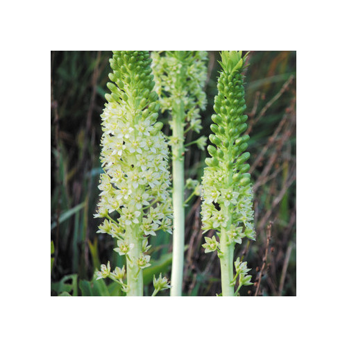EUCOMIS POLE-EVANSII seed image