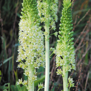 EUCOMIS POLE-EVANSII seed image