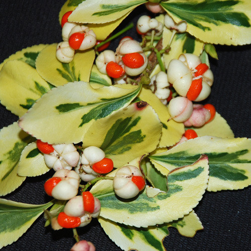 EUONYMUS FORTUNEII 'EMERALD 'N' GOLD' seed image