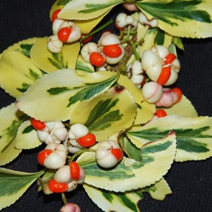 EUONYMUS FORTUNEII 'EMERALD 'N' GOLD' seed image