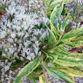 EUPATORIUM AROMATICUM JOICUS VARIEGATED seed image