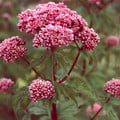 EUPATORIUM CANABINUM seed image