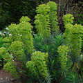 EUPHORBIA CHARACIAS CHARACIAS seed image