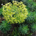 EUPHORBIA CHARACIAS WULFENII seed image